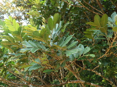 Aglaia rimosa