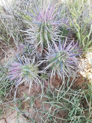 Euphorbia ferox