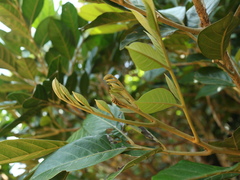 Aglaia rimosa