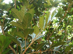 Aglaia rimosa