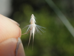 Rytidosperma unarede