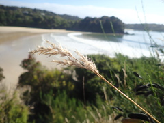 Rytidosperma unarede