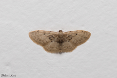 Idaea intermedia