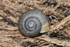 Helminthoglypta walkeriana