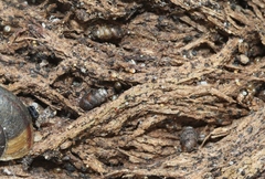 Vertigo californica