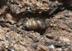 Vertigo californica