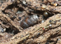 Vertigo californica