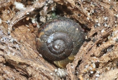 Helminthoglypta walkeriana