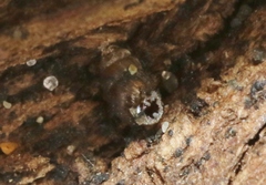 Vertigo californica