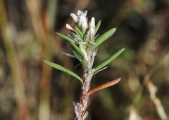 Polygonum paronychia