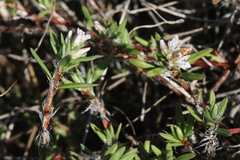 Polygonum paronychia