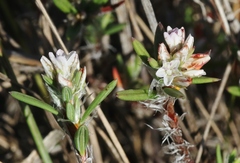 Polygonum paronychia