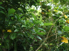 Psychotria manillensis