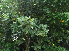 Psychotria manillensis