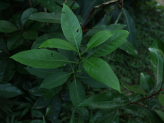 Psychotria manillensis
