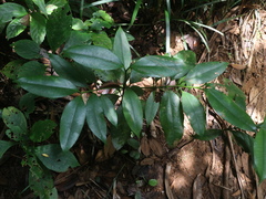 Garcinia linii