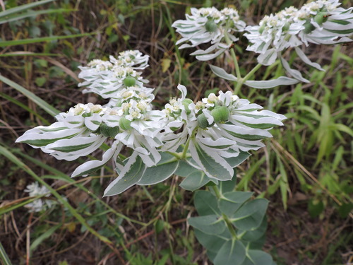 snow-on-the-mountain