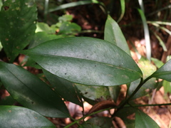 Garcinia linii