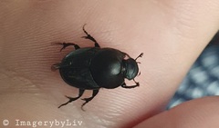 Onthophagus taurus
