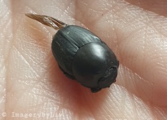 Onthophagus taurus