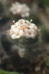 Pimelea mesoa mesoa