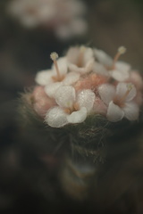 Pimelea mesoa mesoa