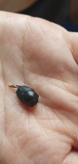 Onthophagus taurus