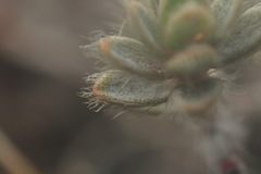 Pimelea mesoa mesoa