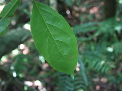 Diospyros maritima