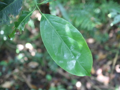 Diospyros maritima