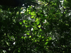 Diospyros maritima