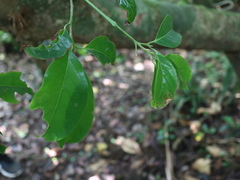 Diospyros maritima