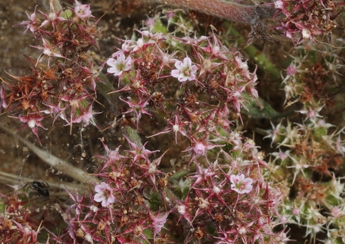 narrowleaf spineflower (Chorizanthe angustifolia)