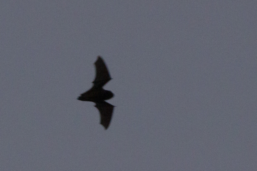 Long-tailed Wattled Bat from Stratford District, New Zealand on January ...