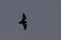 Long-Tailed Wattled Bat photo 2