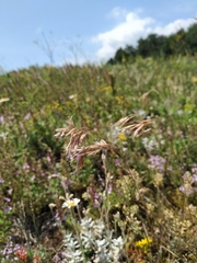 Bromus cappadocicus