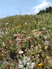 Bromus cappadocicus