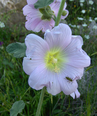 Alcea setosa