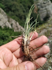 Bromus cappadocicus