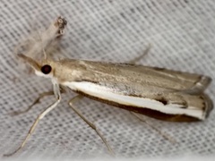 Orocrambus flexuosellus