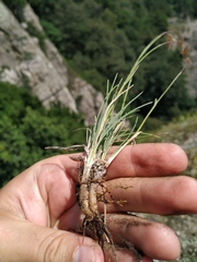 Bromus cappadocicus