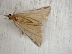 Orocrambus flexuosellus