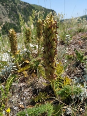 Pedicularis sibthorpii
