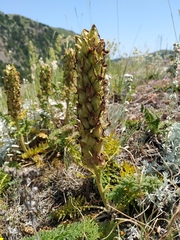 Pedicularis sibthorpii