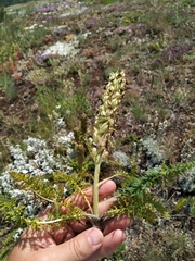 Pedicularis sibthorpii