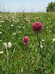 Allium rotundum jajlae