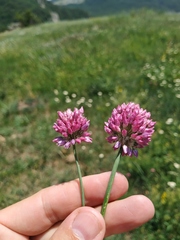 Allium rotundum jajlae