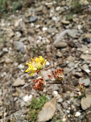 Anthyllis vulneraria boissieri