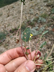 Anthyllis vulneraria boissieri