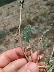 Anthyllis vulneraria boissieri